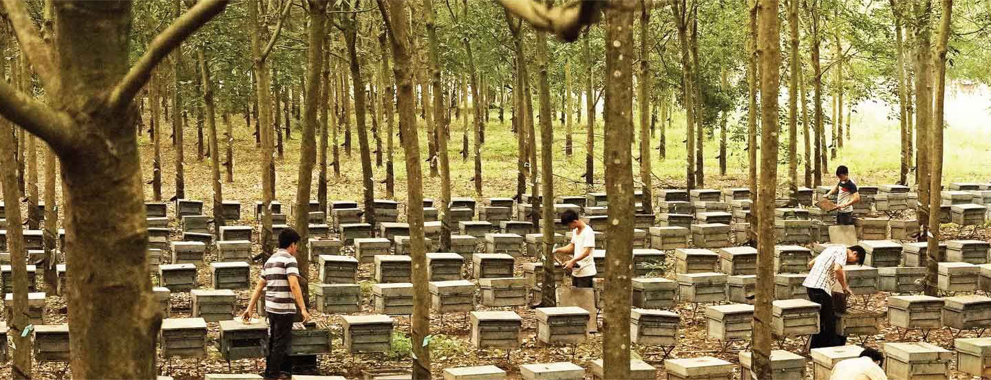 aaa