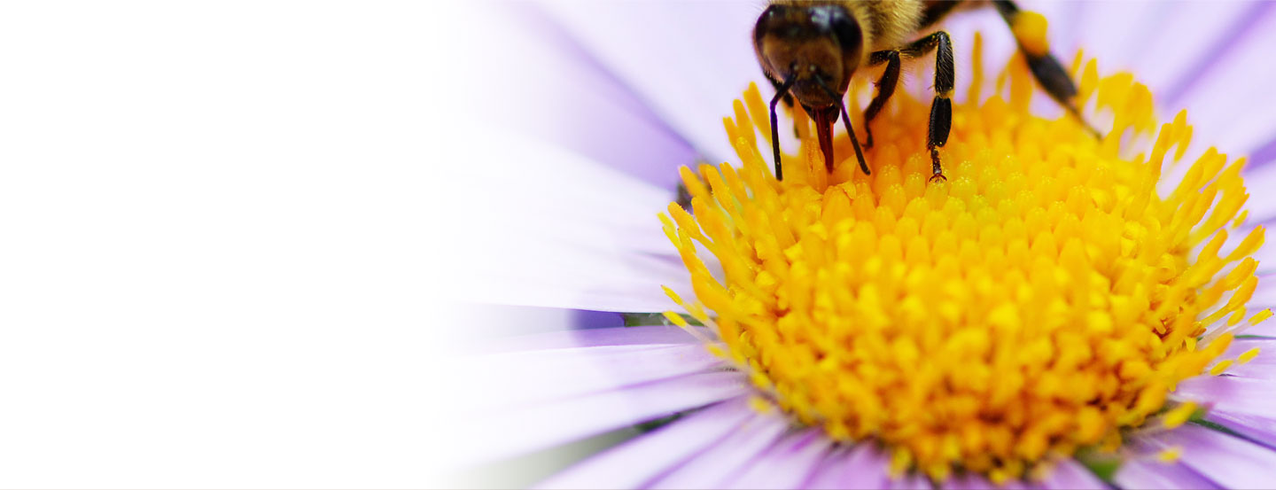 aaa